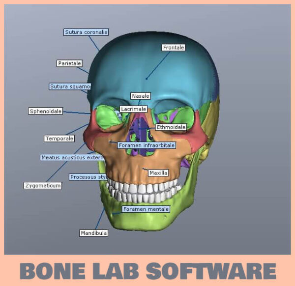 BoneLab